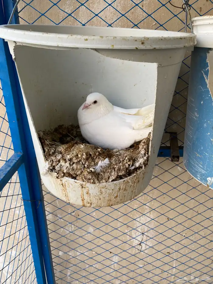 حمام فرنسي نظيف شرط ومنتج 1