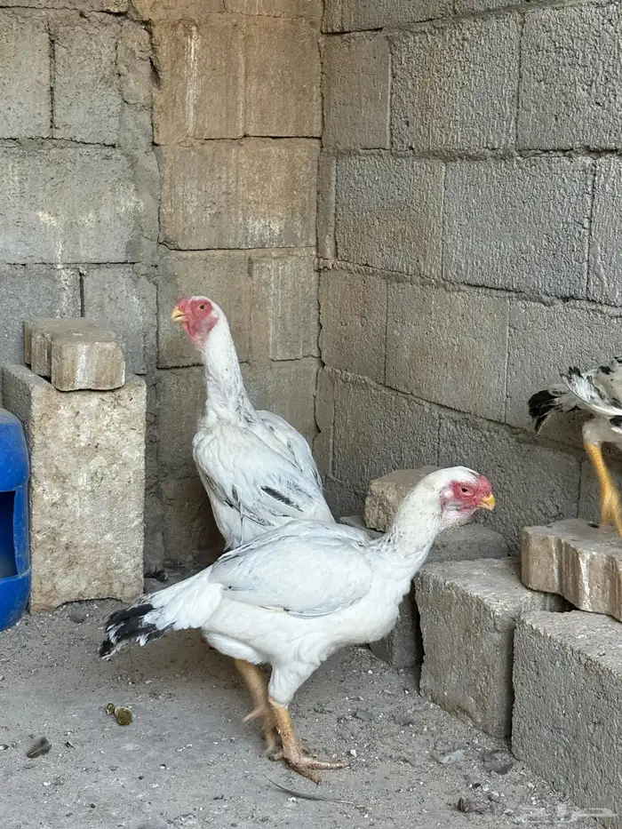 دجاج فارسي حجازي 1