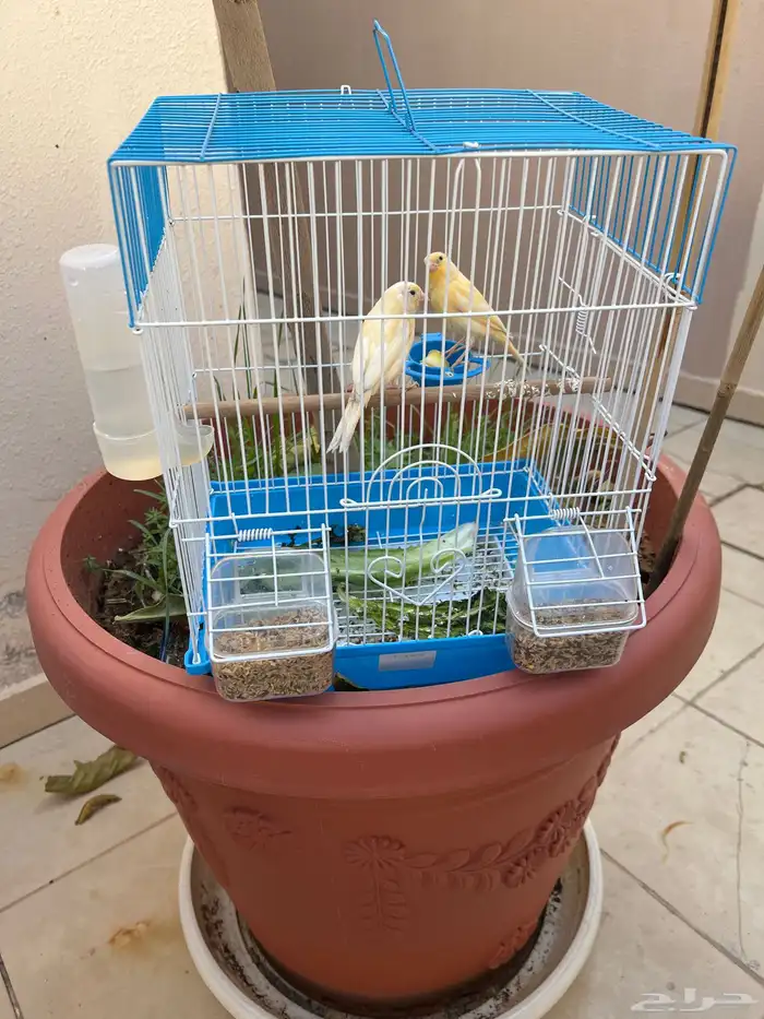 طيور كناري اعمارهن ثلاث شهور 2