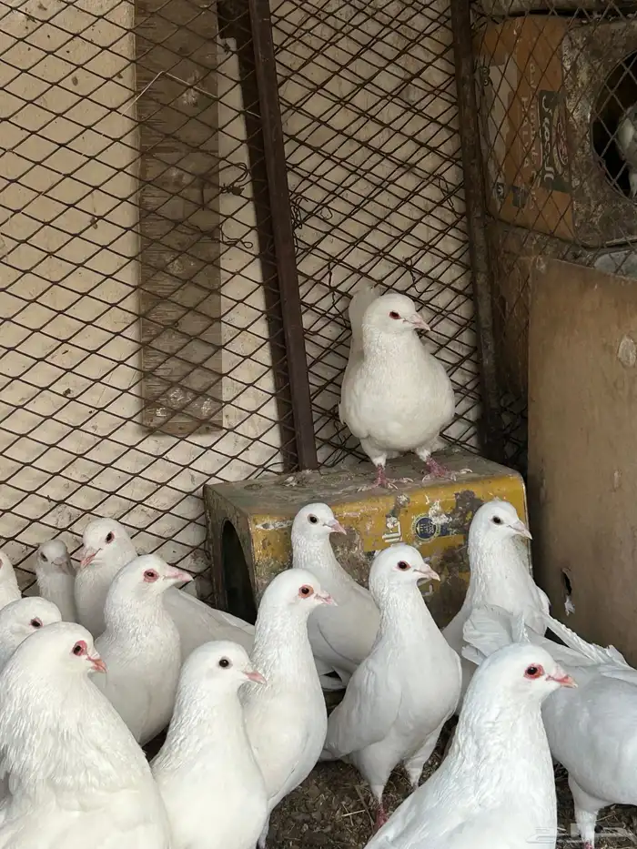 حمام فرنسي 2