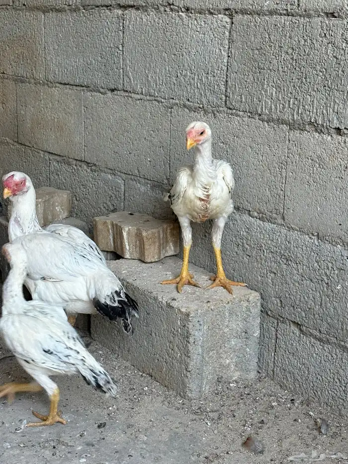 دجاج فارسي حجازي 3