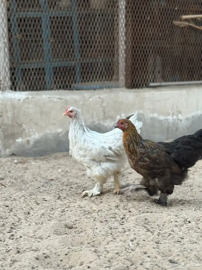 للبيع دجاجتين براهما 3