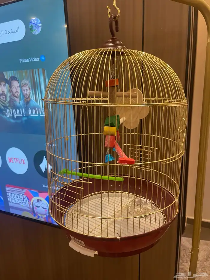 كروان ذكر أليف هدد 4