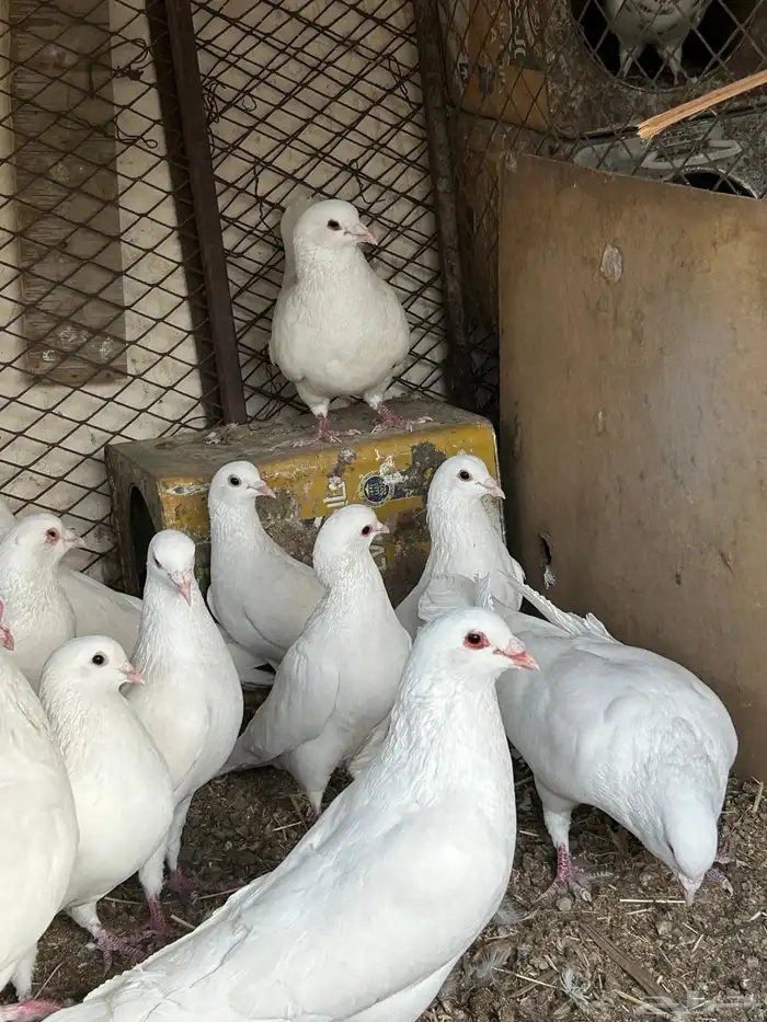 حمام فرنسي 1