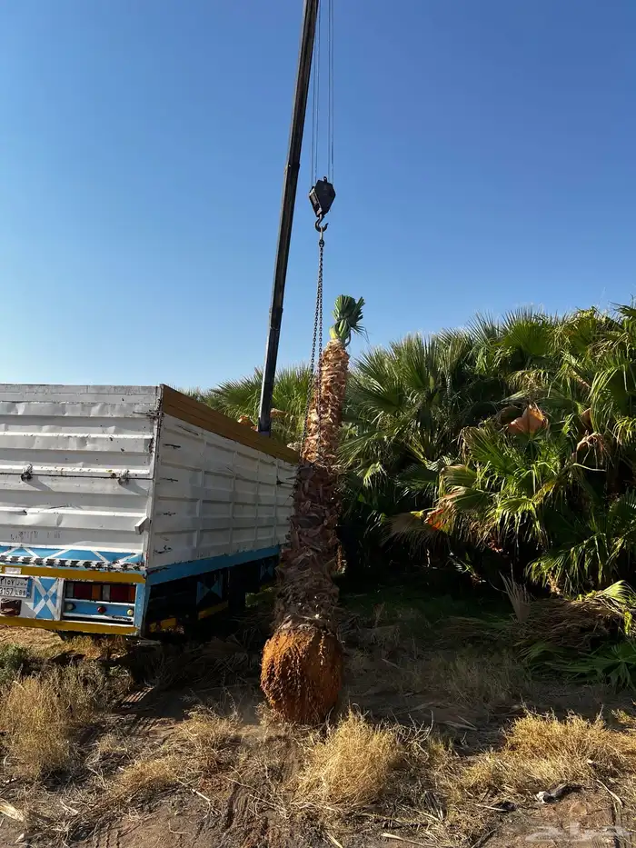 نخل واشنطن زينه ونخيل عربي مثمر للبيع توصيل وزراعه 2