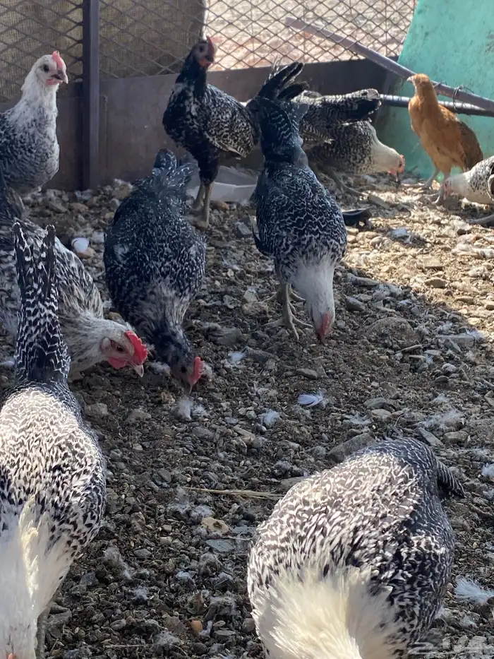 تم البيع الله يباركلك لرعيه 7