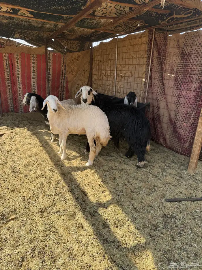 خرفان و رخال 2