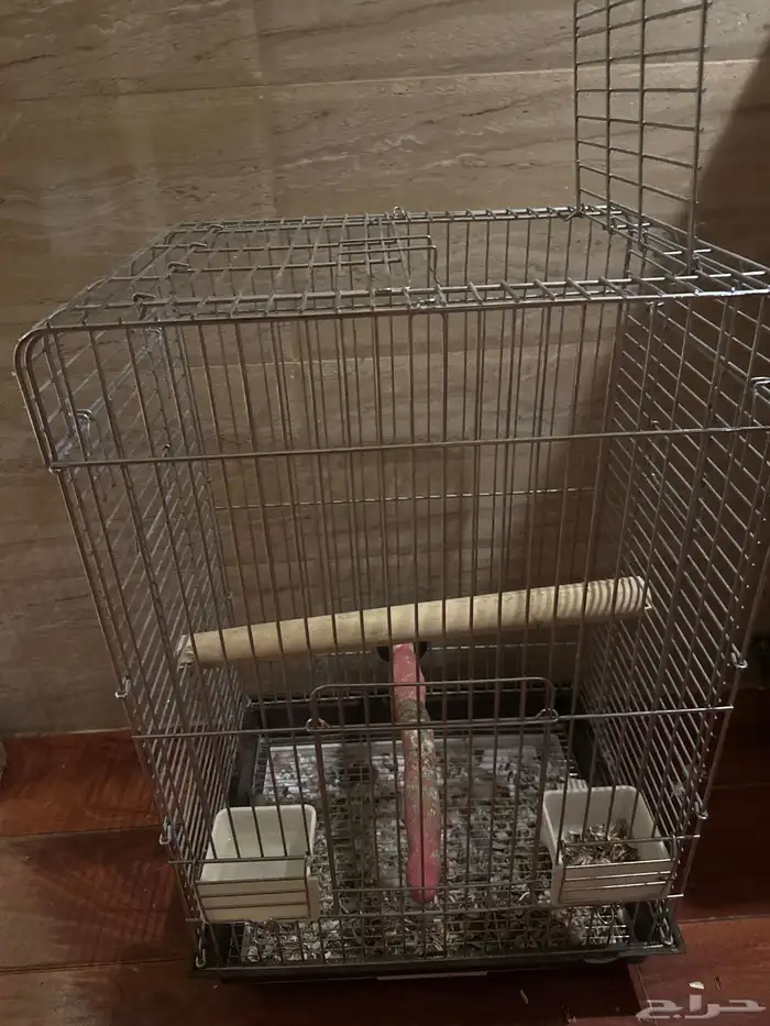 كوكاتو قالا 4