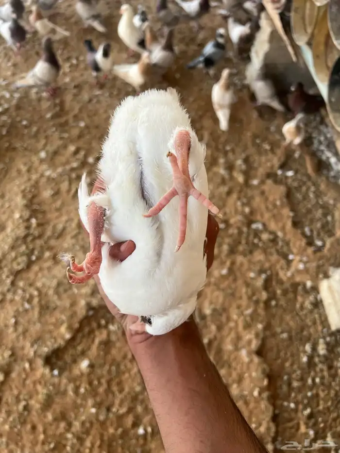 زغليل فرنسي كريمي سلفر سوبر جانبو 4