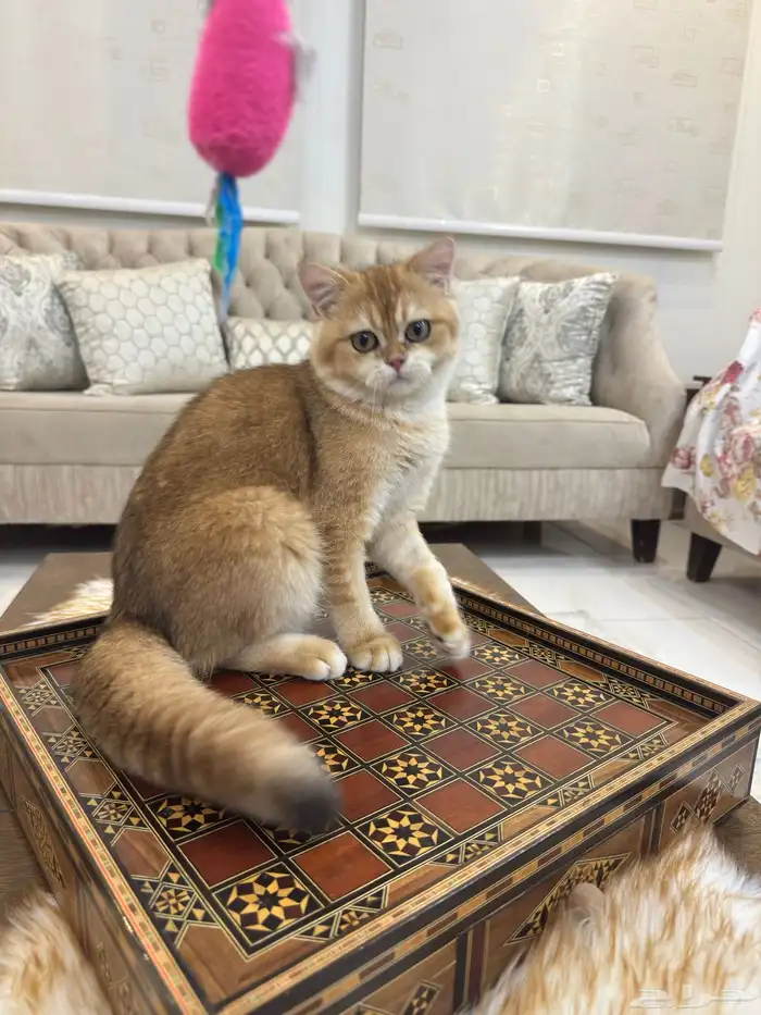 قطة وقط سكوتش 1