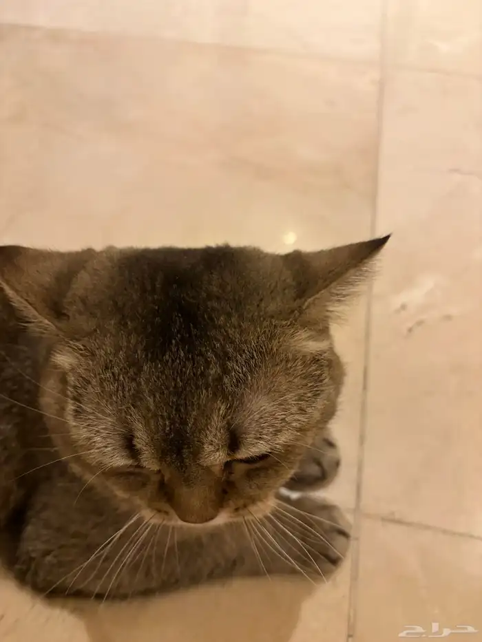 بسة سكوتش بيور للبيع مستعجل على السوم 3