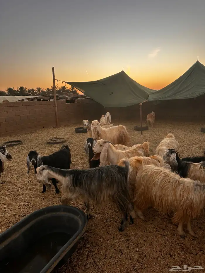 معزاء مراح للبيع 3