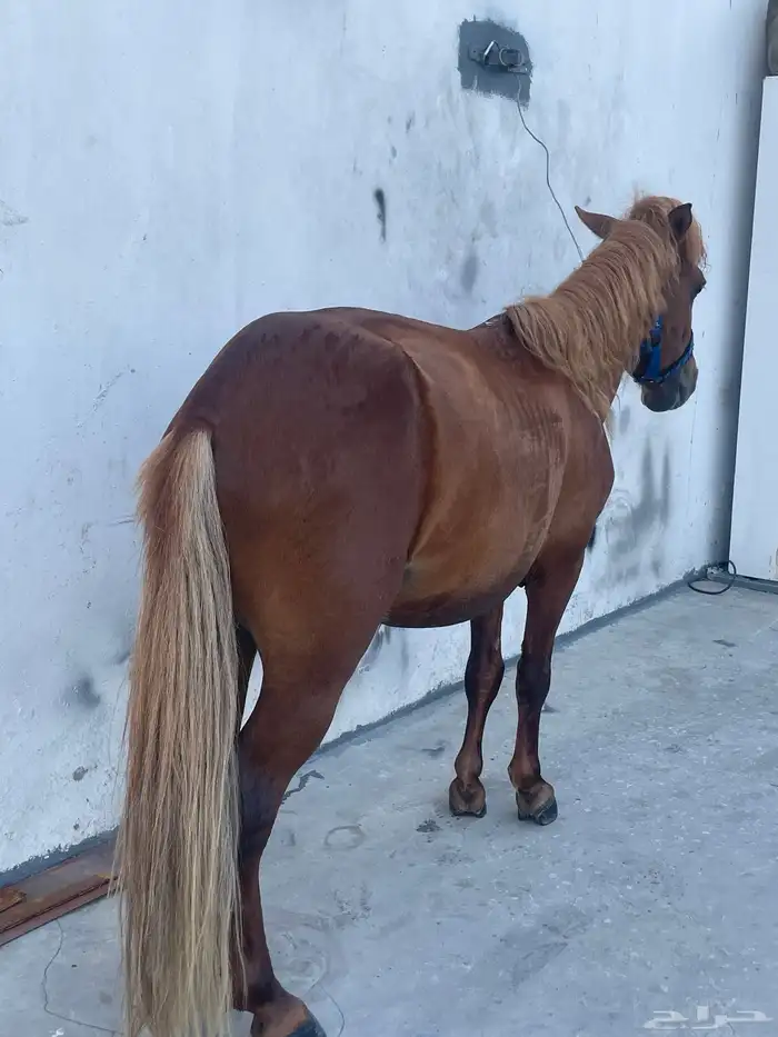 للبيع سيسي العمر 4سنوات 1