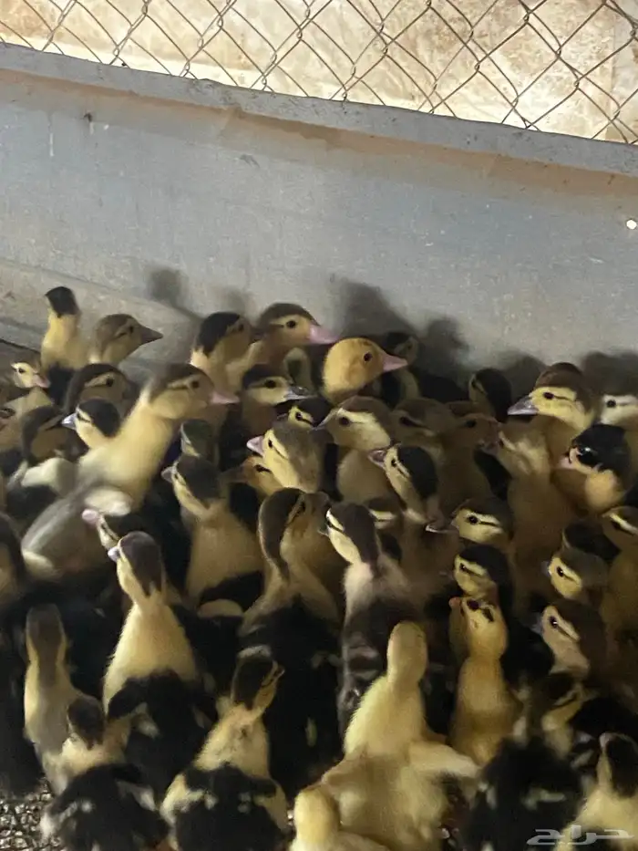 للبيع صوص بط مسكوفي 0