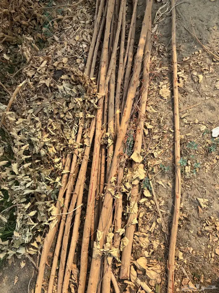 أغصان شجر مناسبه لأقفاص الانتاج 1