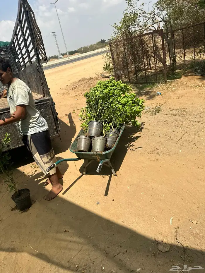 شتلات مانجو وتين رمان 0