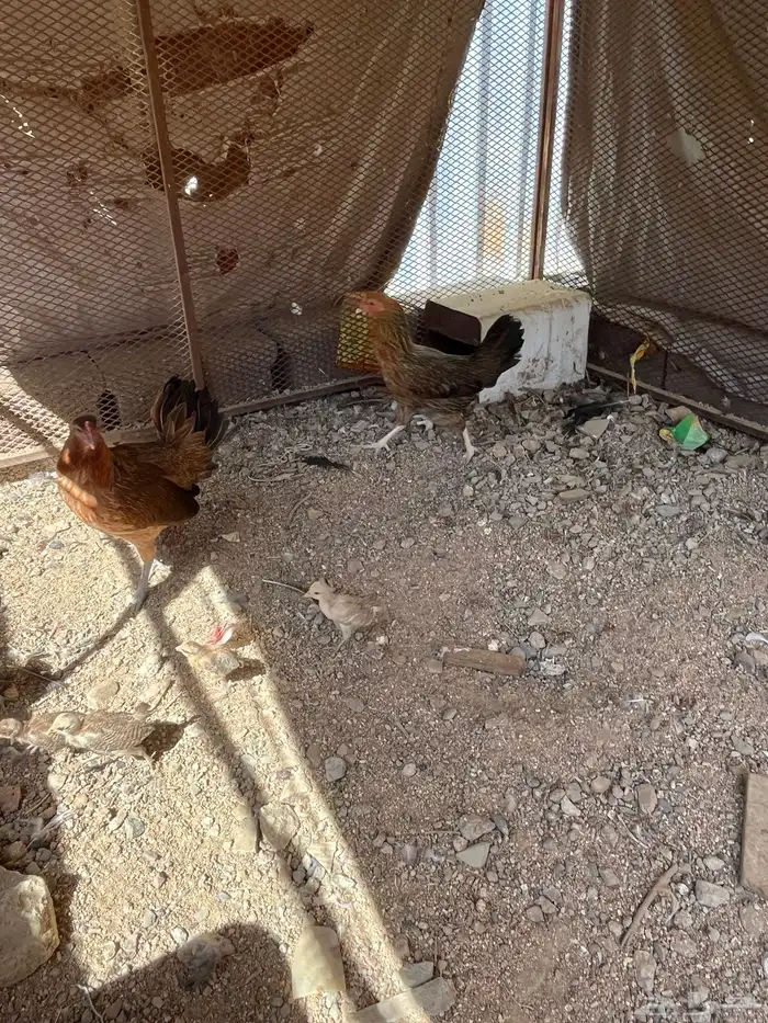 سلام عليكم اعرض لكم في دجاج 11