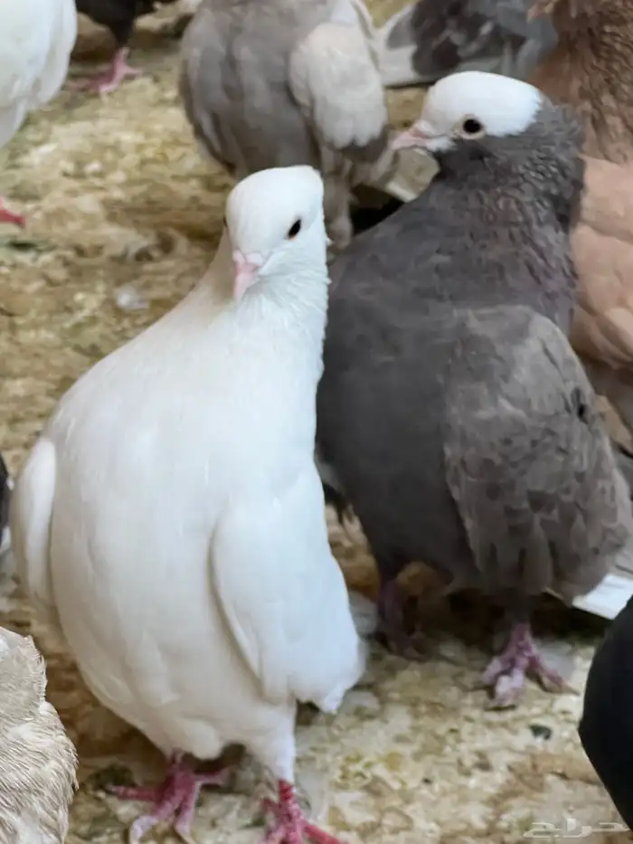 عشه حمام موكا هزاز 0