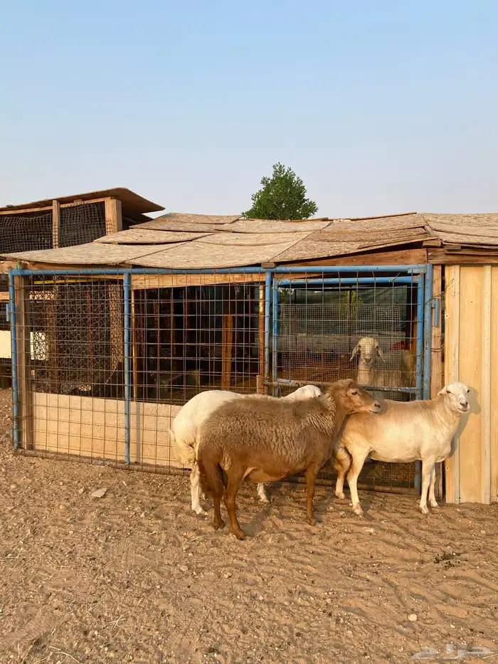 غنم رفيديه دفيع 0