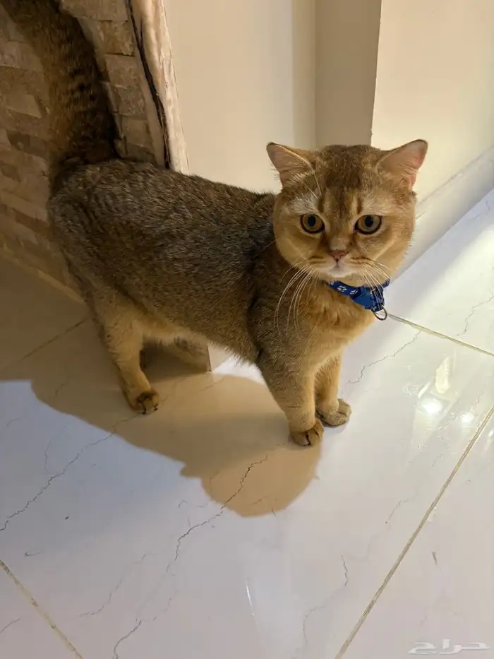 سكوتش ستريت 0