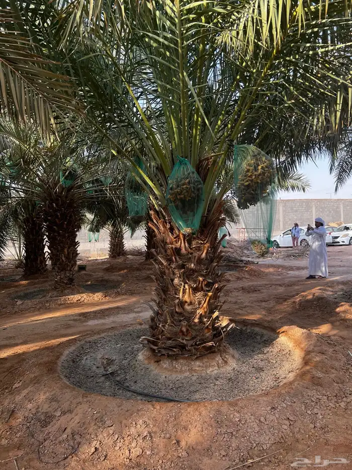 نخل واشنطن زينه ونخيل عربي مثمر للبيع توصيل وزراعه 6