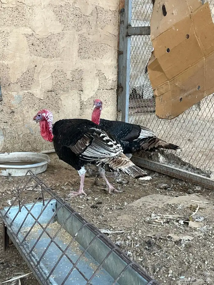 ديوك رومي للبيع 0