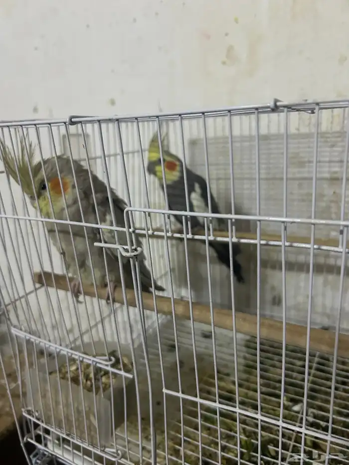 سلام عليكم جوز كروان منتاج 3