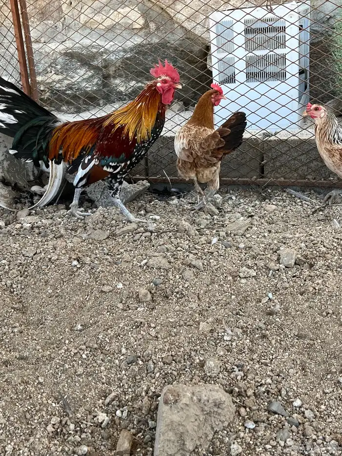 سلام عليكم اعرض لكم في دجاج 3