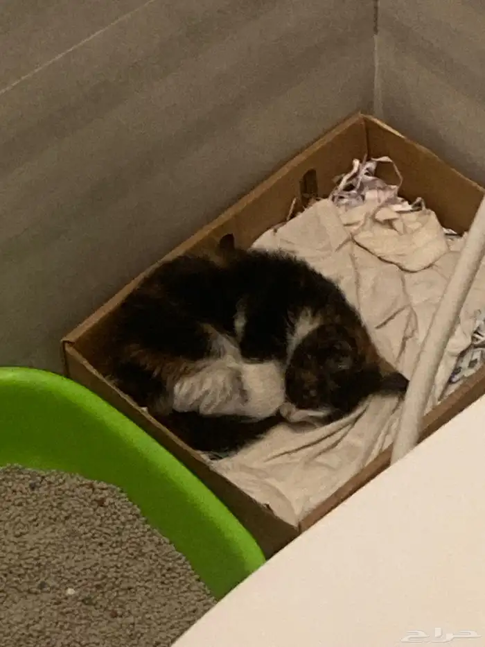 قط بلدي صغير للتبني 1