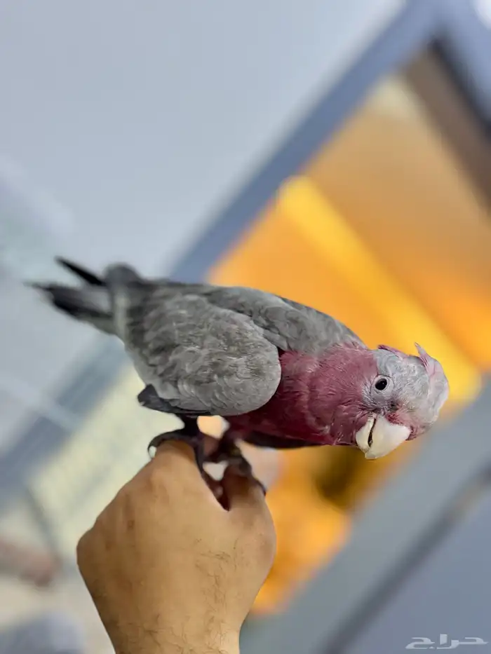 فرخ كوكاتو قالا 7