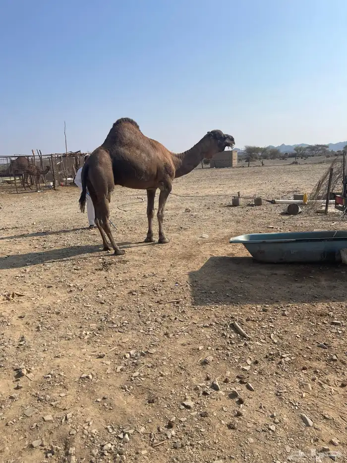 جمل احمر ادهم مشروط 4