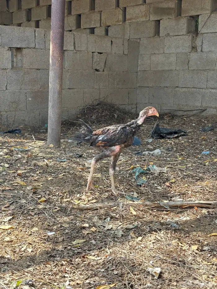 دجاج للبيع 6