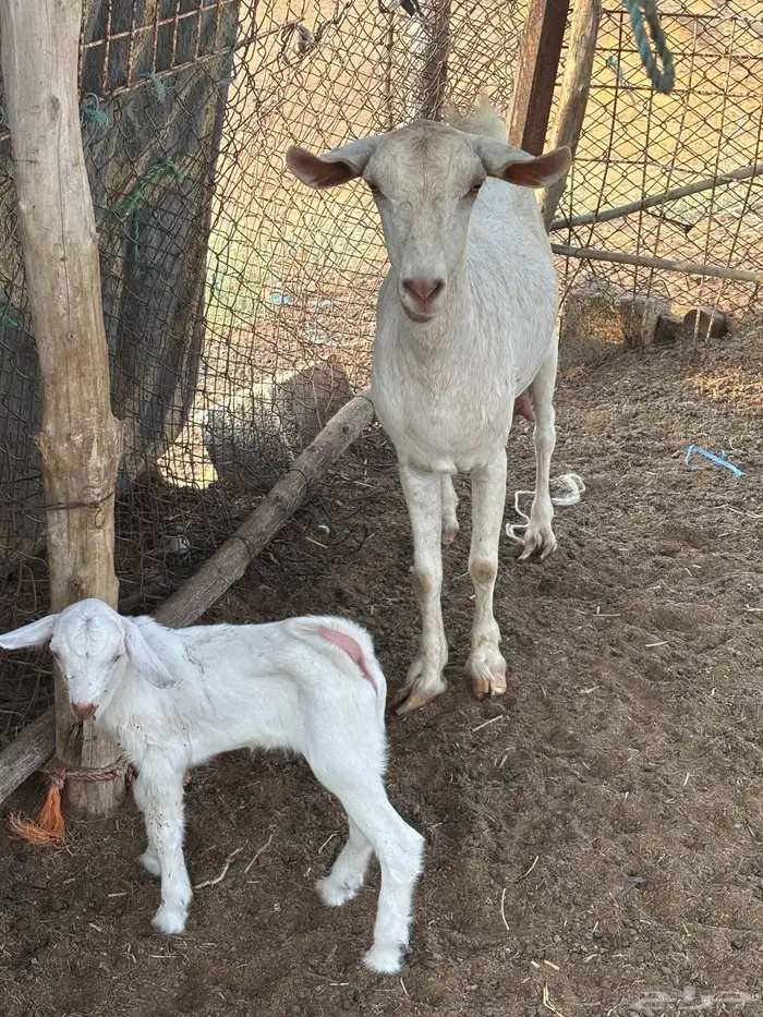 عنز بيشي برصه 2