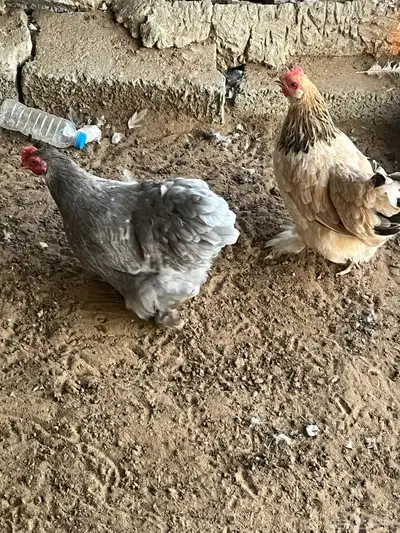 دجاج كوشن index