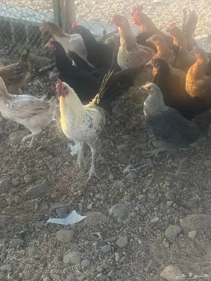 دجاج بلدي عدد 24 4 ديوك باقي دجاج بياض وصحه شرط 5
