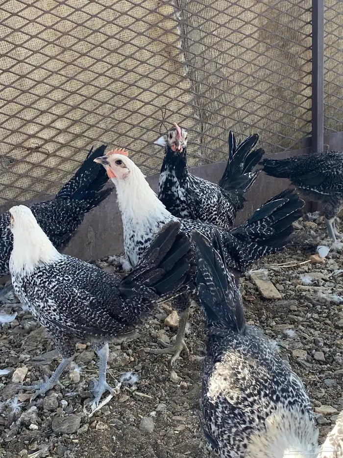 تم البيع الله يباركلك لرعيه 15