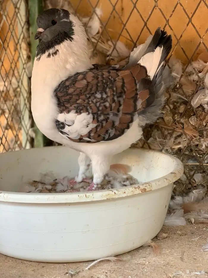 كنق باقي له ريشتين 1