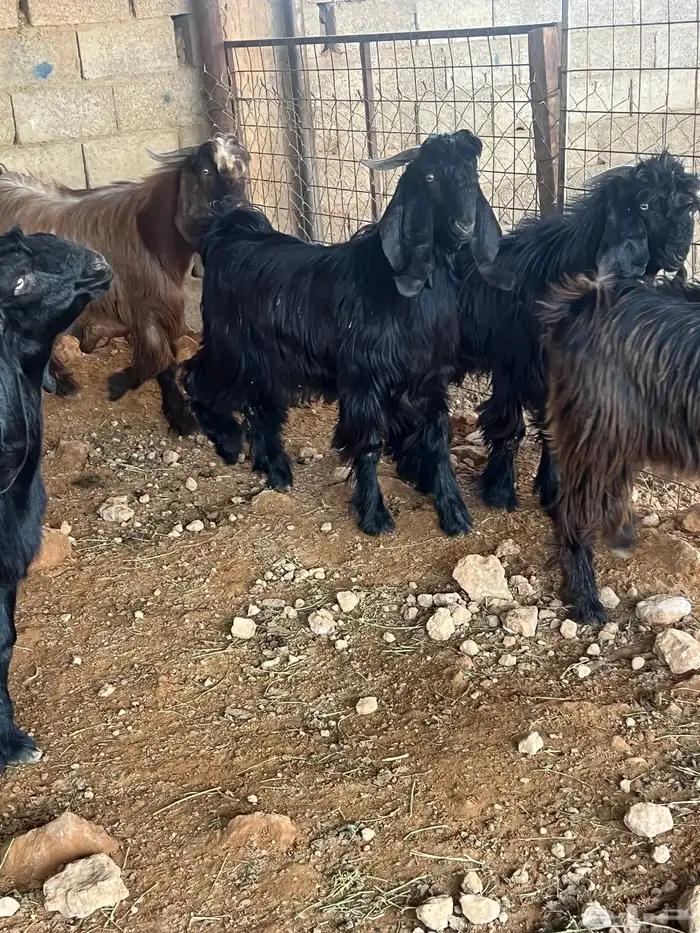 تيوس طيبه للبيع 1