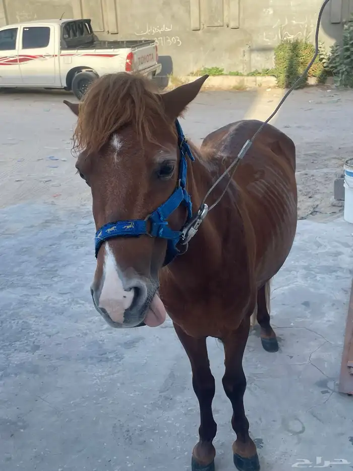 للبيع سيسي العمر 4سنوات 4