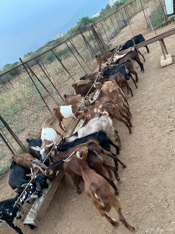 27 راس تيوس ذكور من 4 شهور وفوق 1