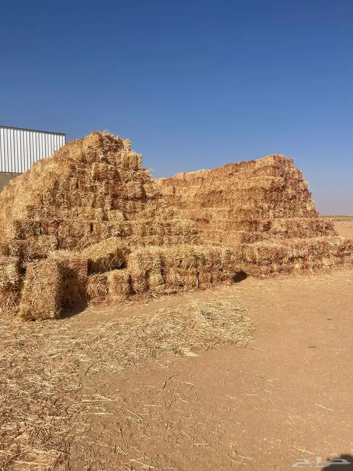 ذرة جيزانيه على 14 2