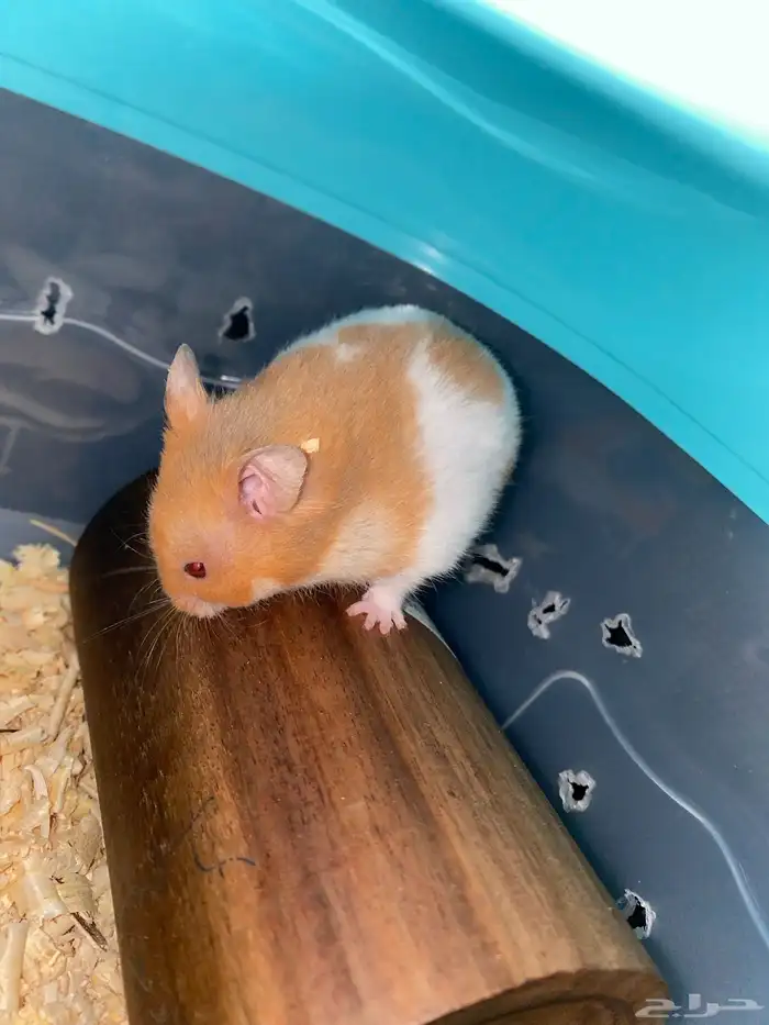 زوج هامستر 1