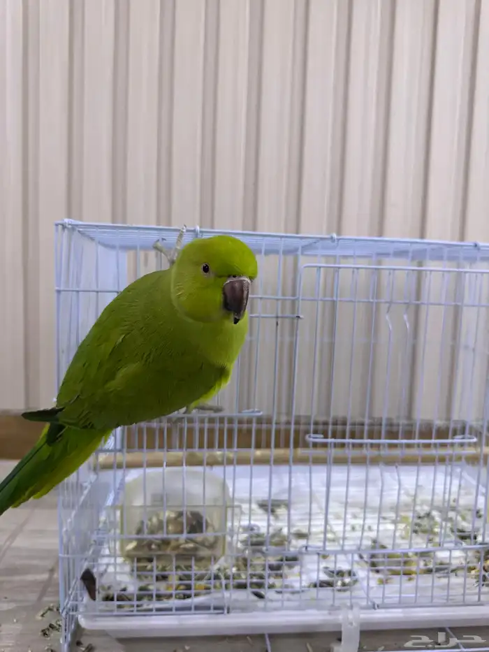 انثى ببغاء الدرة 1
