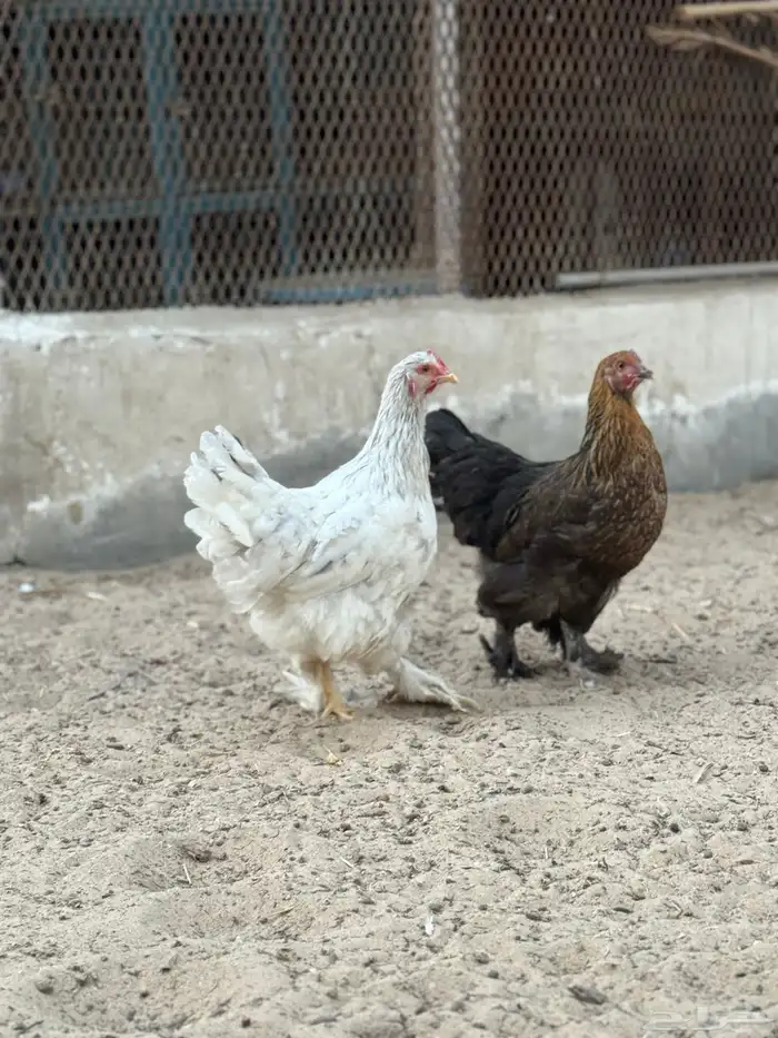 للبيع دجاجتين براهما 4