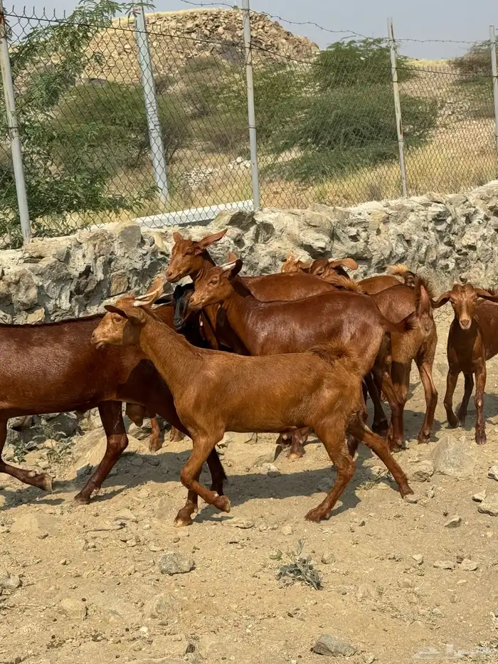 جفار او عنقان معزا دهم عدد 12( تم البيع) 4