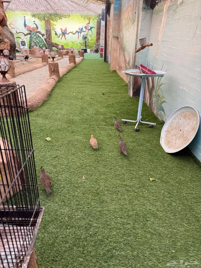 طيور للبيع 4