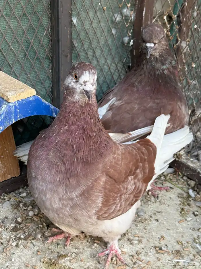 للبيع جوز فرش مع ولده 0