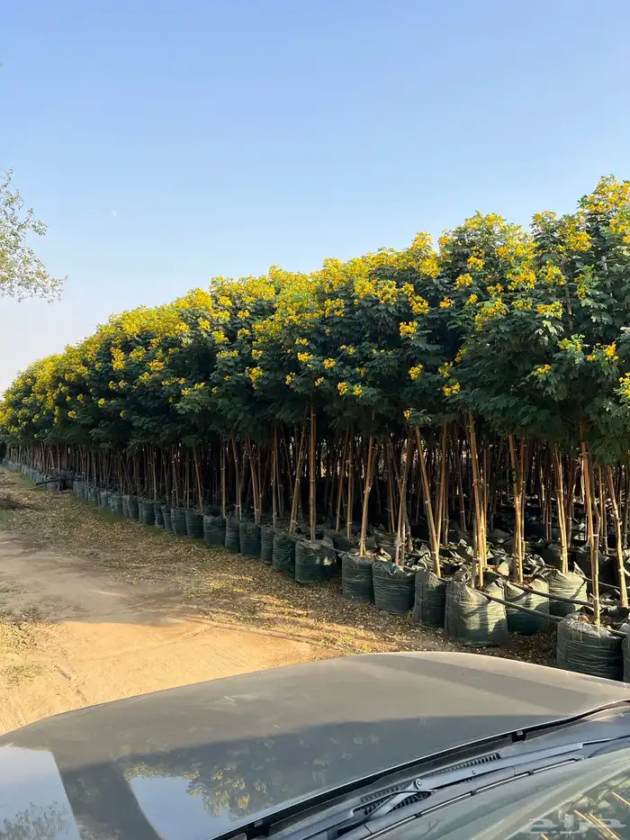 مشاتل جمله بيع أشجار مع التوصيل 6