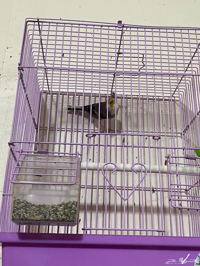 كناري مجموعه ذكور 10