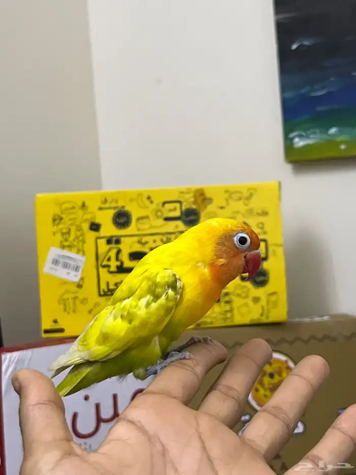 فيشر اليف تم البيع الي يبي طيور يتواصل معي 2